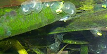 Uova di axolotl
