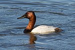 Thumbnail for Canvasback