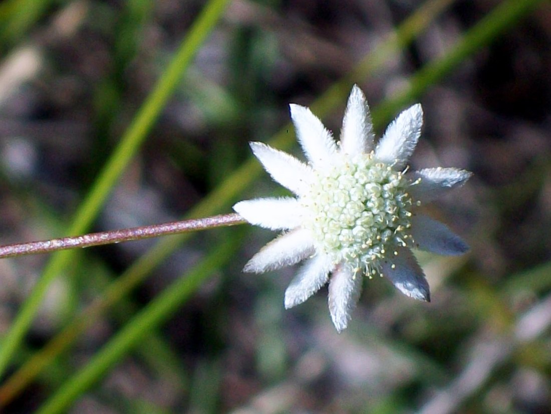 Actinotus minor