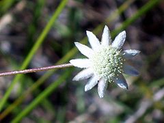 Bairne Track White Fliower.jpg