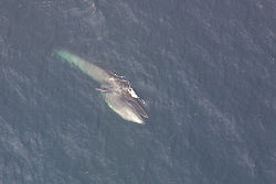 Balaenoptera borealis 2.jpg