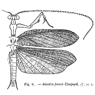 <i>Bantia</i> (mantis) Genus of praying mantises