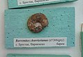 en:Barremites charrierianus (d'Orbigny), Lower en:Barremian, en:Brestak, (Coll. St. Breskovski) at the en:Sofia University "St. Kliment Ohridski" Museum of Paleontology and Historical Geology