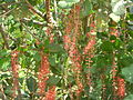 Barringtonia acutangula (L.)Gaertn..jpg