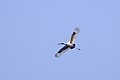 Basai Wetland Gurgaon DSC9258 bnstork.JPG