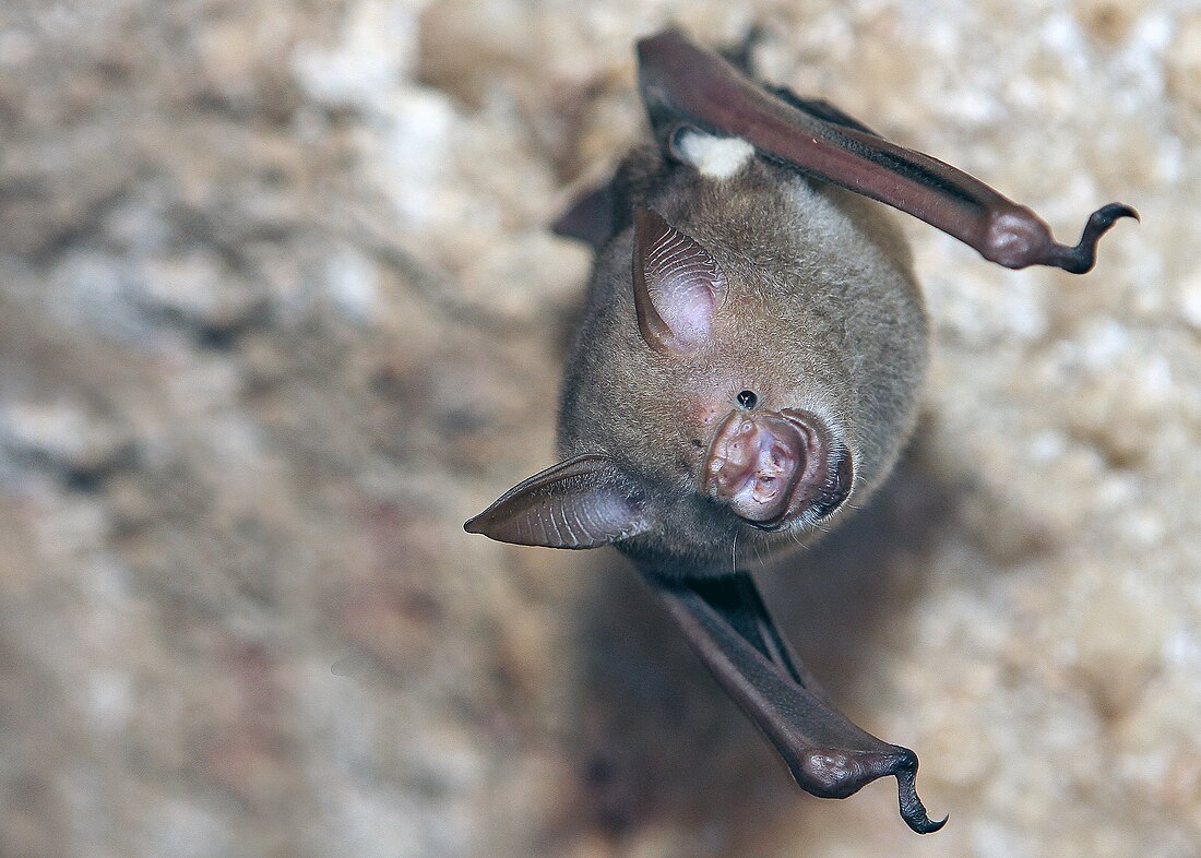 Bladneusvleermuizen van de Oude Wereld