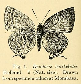 Deudorix batikelides