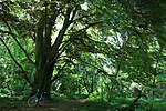 Naturschutzgebiet Uelzener Heide, Mühlhauser Mark