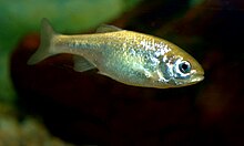 Beautiful Shiner, juvenile, Cyprinella formosa.jpg