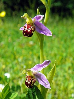 Bee Orchid (Ophrys apifera) (17530088544)