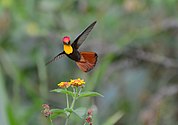 Beija-flor vermelho (Chlorostilbon mosquitus) RPPN Frei Caneca, Jaqueira, PE.jpg