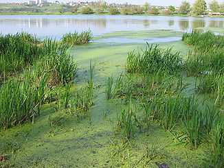 Un lago di Solota Lypa a nord di Bereschany nell'Ucraina occidentale