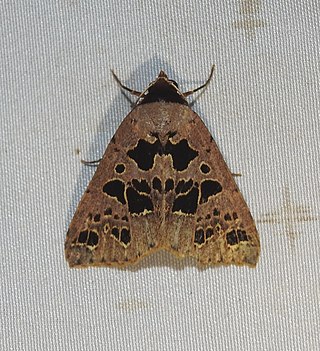 <i>Anoba</i> Genus of moths