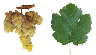 <span class="mw-page-title-main">Bical (grape)</span> Variety of grape