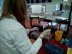 Biochemist working in biochemical laboratory, Биохемичар 2.jpg