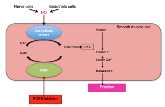 Figure 1. Biological pathway of penile erection Biological pathway of penile erection.png