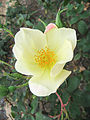 Bishop's Lodge Precious Porcelain, Bishop's Lodge Heritage Rose Garden