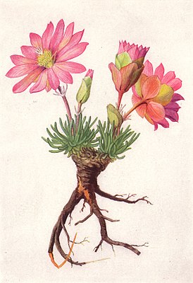 Lewisia cotyledon. Ботаническая иллюстрация из National Geographic Magazine, 1917