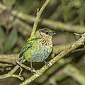 * Nomination Black-capped tanager (Stilpnia heinei) female --Charlesjsharp 09:02, 9 September 2023 (UTC) * Promotion  Support Good quality. --Liridon 09:24, 9 September 2023 (UTC)