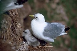 Dreizehenmöwe: Beschreibung, Ähnliche Arten, Lautäußerungen