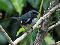 Warbler, Black-throated Blue ♂ Dendroica caerulescens