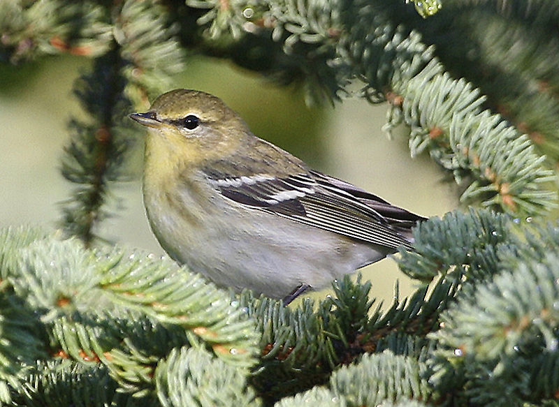 File:BlackpollWarbler.jpg