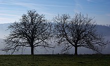 Silhouette zweier Walnussbäume im Winter