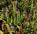 Blechnum penna-marina 1.jpg