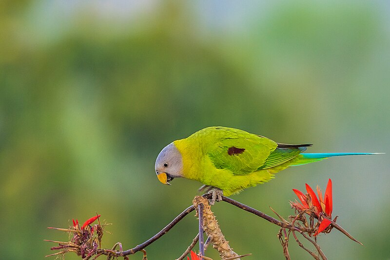 File:Blossom-Headed Parakeet ফুলমাথা টিয়া।.jpg