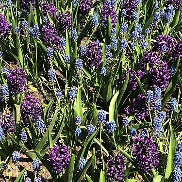 Blue-grape hyacinth in Ottawa Canada