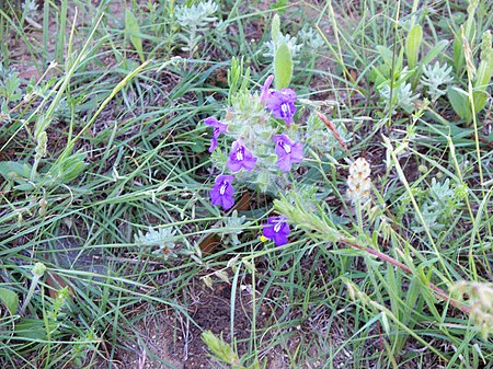 Blue Sage, aka Texas Sage (Salvia Texana) (4553958082).jpg