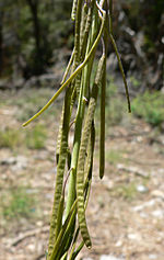 Brassicaceae - Wikipedia