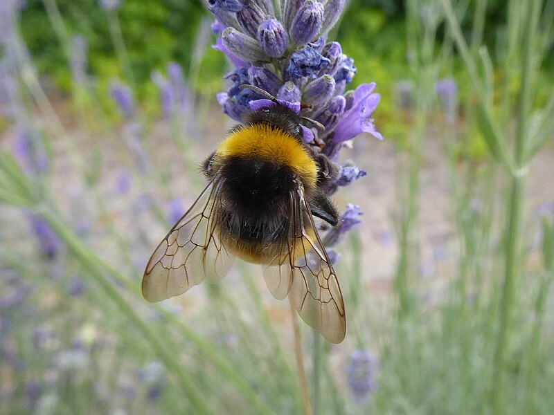 File:Bombus terrestris Villamontagna 01.jpg