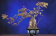 Nghệ thuật Bonsai cây cảnh 202 | Dáng cây cơ bản 2