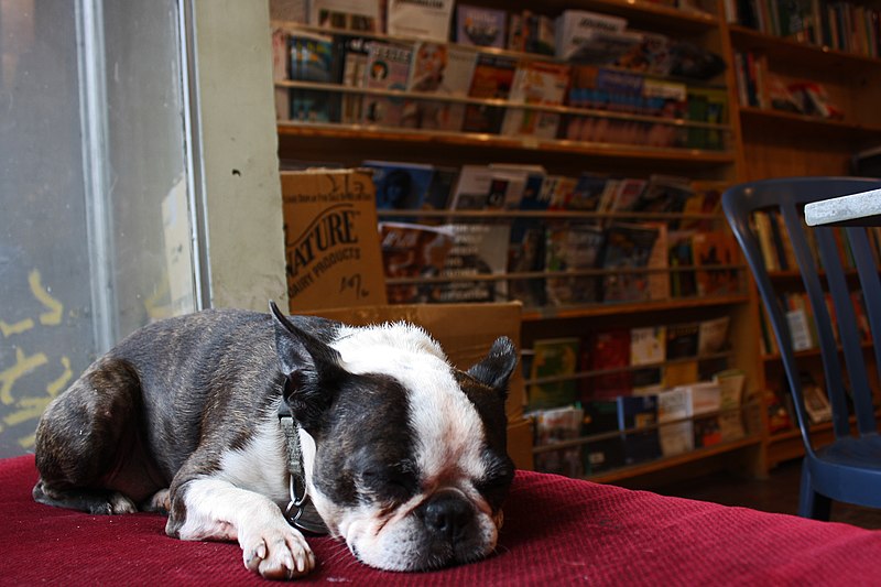 File:Bookstore dog (4882733758).jpg