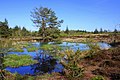 * Nomination Aufnahme in der Bordelumer Heide; Spiegelung in den Gewässern der teilweise Heidelandschaft. Bordelumer Heide an der Bundesstraße 5 in Richtung Niebüll by User:Kia-Bente --Nightflyer 08:59, 28 June 2023 (UTC) * Decline Insufficient quality. Not sharp enough. CAs too obvious. --Milseburg 12:11, 28 June 2023 (UTC)