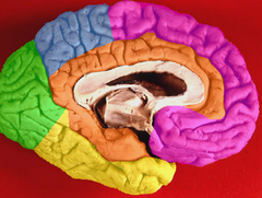 Limbic lobe (shown in orange) of left cerebral hemisphere.