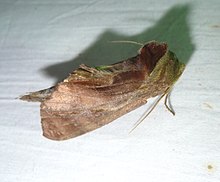 Brazil-nut Prominent - Crinodes besckei - Flickr - gailhampshire (1) .jpg