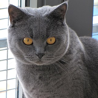 <span class="mw-page-title-main">British Shorthair</span> Breed of cat