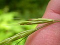 Miniatura para Bromus ciliatus