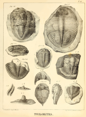 Histoire naturelle des crustacés fossiles… : trilobites (1822), pl. II