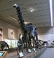 Apatosaurus in het Peabody Museum