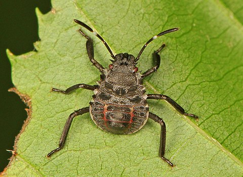 Серый клоп. Коричнево-мраморный клоп (Halyomorpha halys). Нимфа клопа Halyomorpha halys. Водяной Жук Гладыш. Мраморный клоп вонючка.