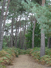 Woods on the island Brownsea Wood.png