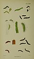 Illustration Figs. 4, 4a, 4b the same larva in various stages of growth 4c pupa 4d much magnified figure of 4