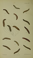 Figs 1, 1a, 1b larva after last moult Buckler W The larvae of the British butterflies and moths PlateLXIX.jpg