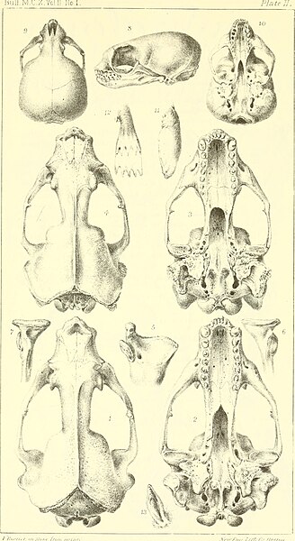 File:Bulletin of the Museum of Comparative Zoology at Harvard College (1870) (20300424110).jpg