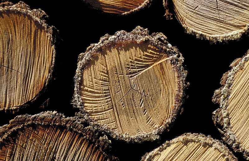 File:CSIRO ScienceImage 4604 Pine logs.jpg