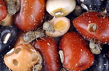 Cowpea weevil (Callosobruchus maculatus) infests stored cowpea seeds, resulting in major postharvest losses. CSIRO ScienceImage 489 Cowpea bean varieties infested with weevils.jpg