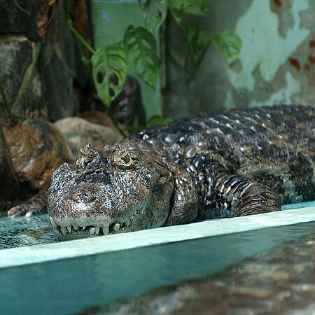 Tập_tin:Caiman_latirostris.jpg